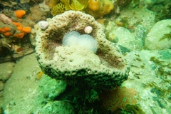 Aplousobranchia