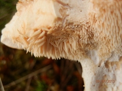 Hydnum subolympicum