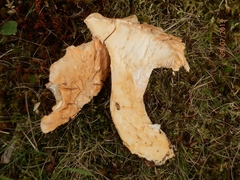 Hydnum subolympicum