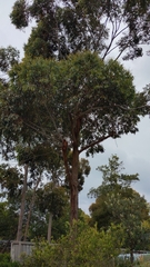 Corymbia ficifolia