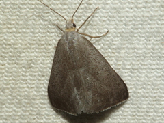 Adeixis inostentata