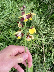 Eulophia streptopetala