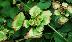 Chrysosplenium tetrandrum