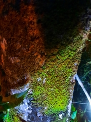 Claopodium rostratum