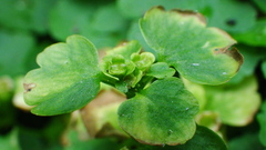 Chrysosplenium tetrandrum