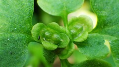 Chrysosplenium tetrandrum