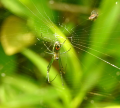 Leucauge argyrobapta