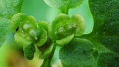 Chrysosplenium tetrandrum