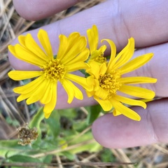 Chrysopsidinae