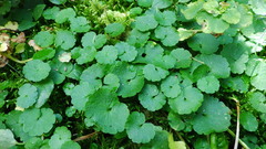 Chrysosplenium tetrandrum