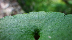 Chrysosplenium tetrandrum