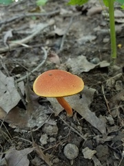 Boletus fraternus