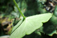 Chrysosplenium tetrandrum
