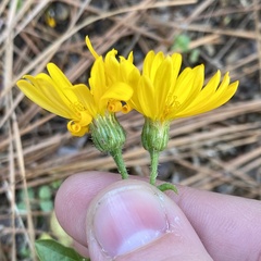 Chrysopsidinae