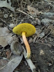 Boletus fraternus