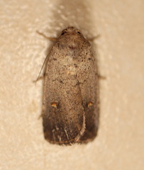 Proteuxoa tibiata