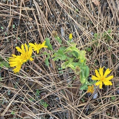 Chrysopsidinae