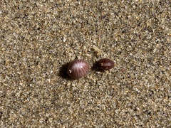 Pseudopusula californiana