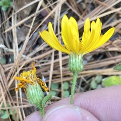 Chrysopsidinae