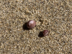 Pseudopusula californiana