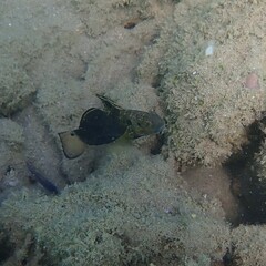 Amblygobius phalaena