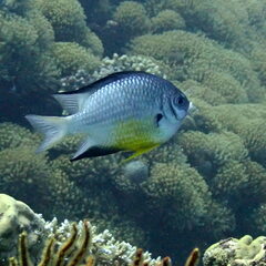 Amblyglyphidodon leucogaster