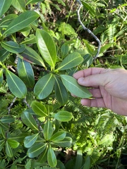 Psychotria mariniana