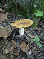 Russula foetentula