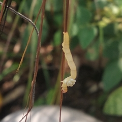 Poaphilini
