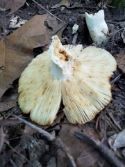 Russula foetentula