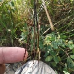 Poaphilini