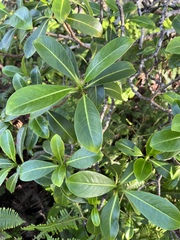 Psychotria mariniana