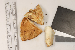 Russula foetentula