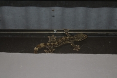 Thecadactylus rapicauda