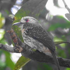 Malacoptila panamensis