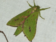 Aenetus eximia