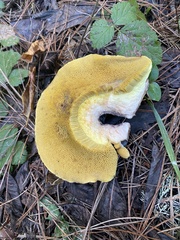 Suillus fuscotomentosus
