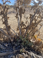 Argemone munita
