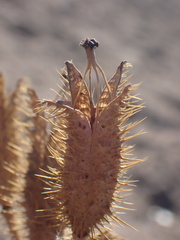 Argemone munita