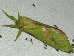 Aenetus eximia