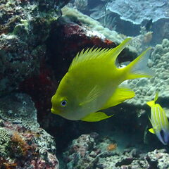 Amblyglyphidodon aureus