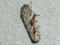 Agriophara confertella