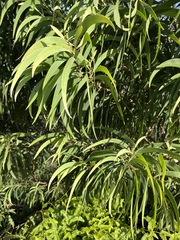 Acacia koa