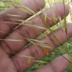 Poaceae