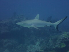 Carcharhinus amblyrhynchos