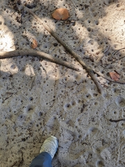 Brachynemurus