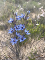 Thelymitra azurea