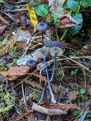 Cyanula