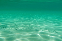 Aldrichetta forsteri