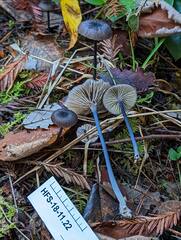 Cyanula